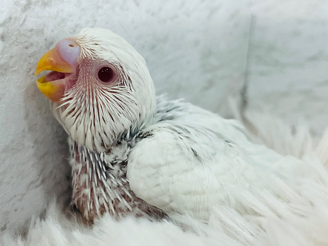 一目で虜になっちゃいます♡セキセイインコ(ファロー) ヒナ