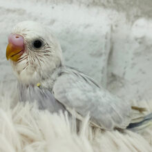 美しの羽🪶✨セキセイインコ(ライラック) ヒナ