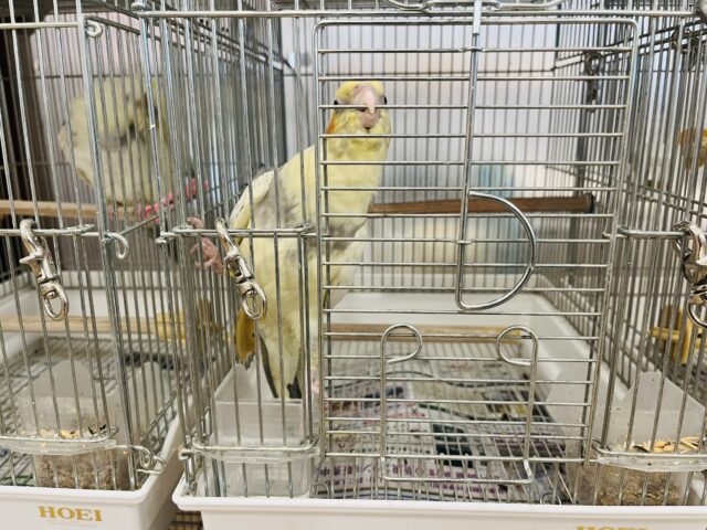 オカメインコ