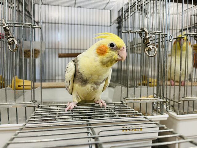 オカメインコ