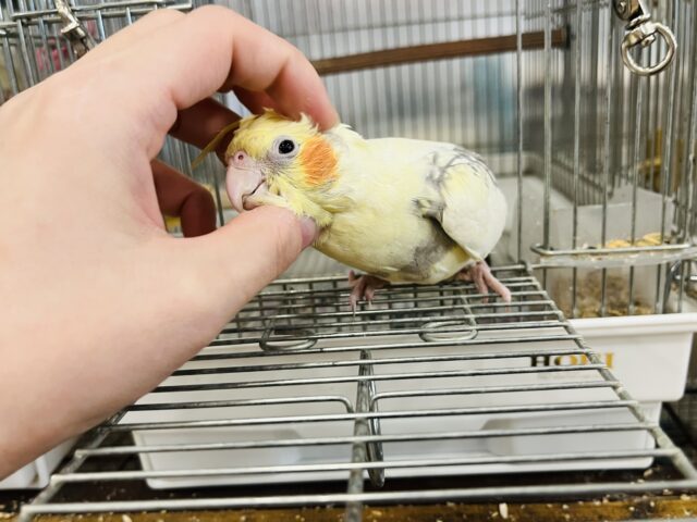 オカメインコ