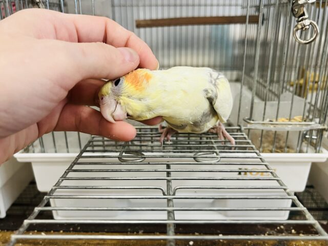 オカメインコ