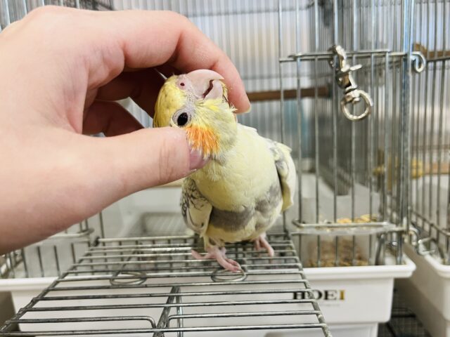 オカメインコ