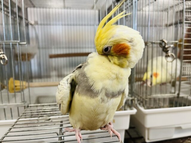 オカメインコ