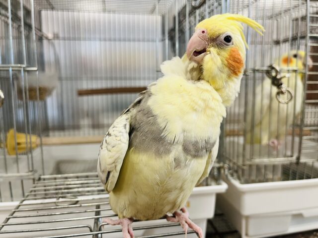 オカメインコ