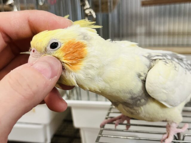 オカメインコ