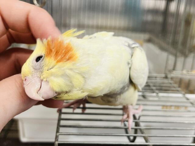 オカメインコ