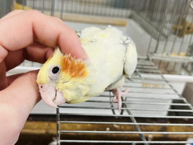 オカメインコ