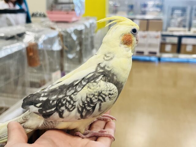 オカメインコ