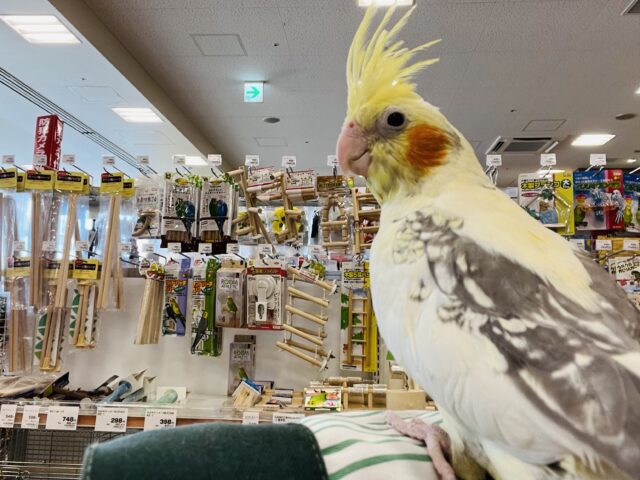 オカメインコ