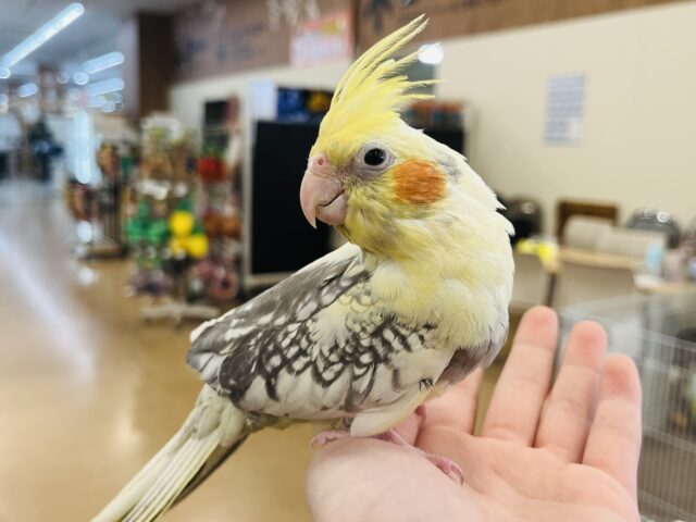 オカメインコ