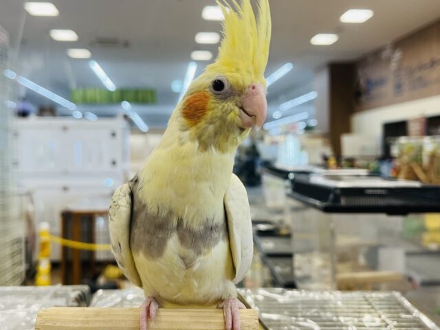 オカメインコ