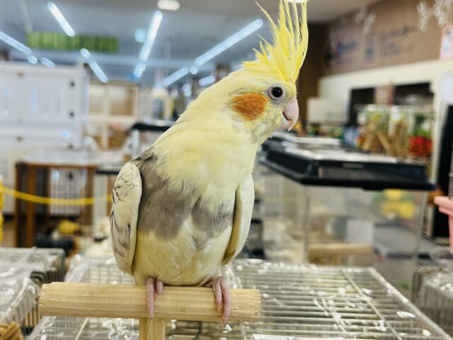 オカメインコ