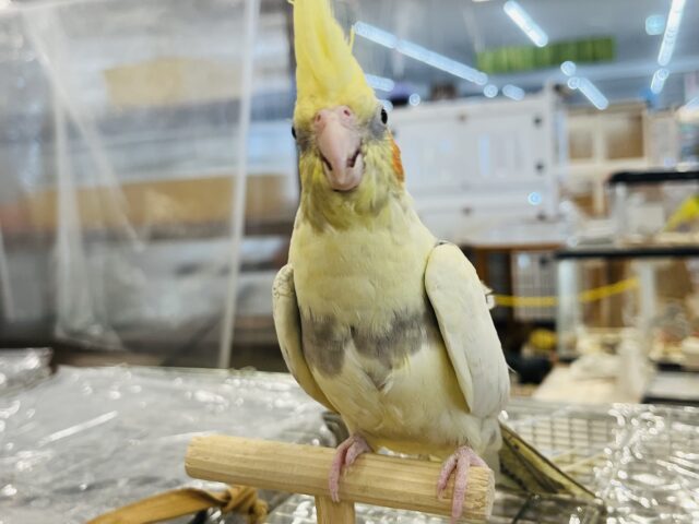 オカメインコ