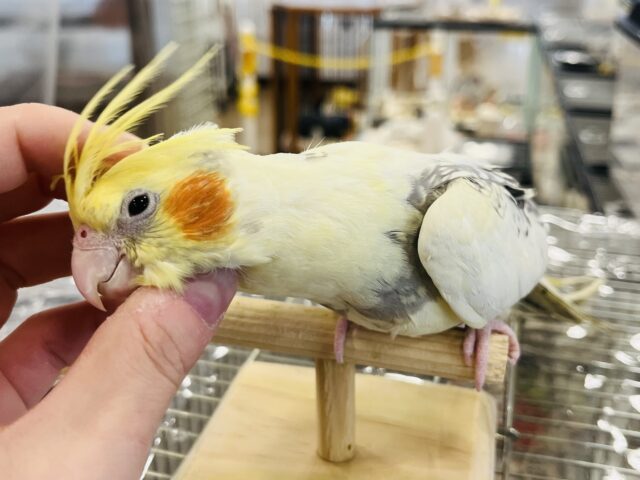 オカメインコ