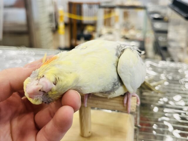 オカメインコ