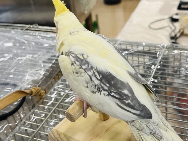 オカメインコ