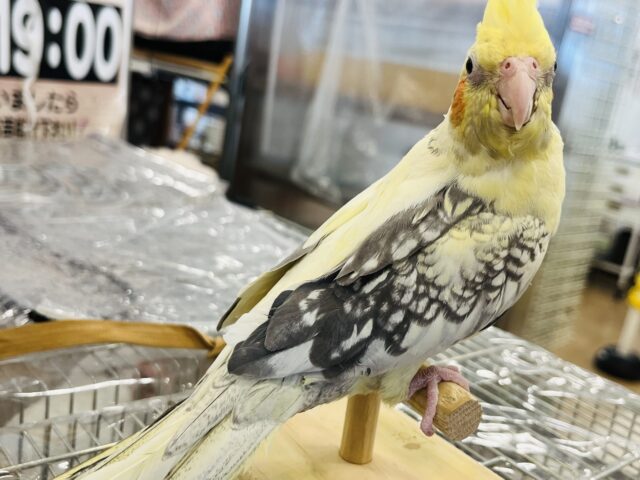 オカメインコ