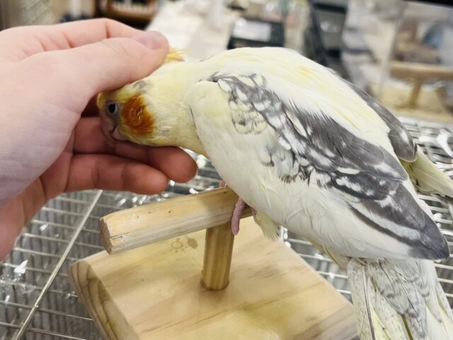 オカメインコ