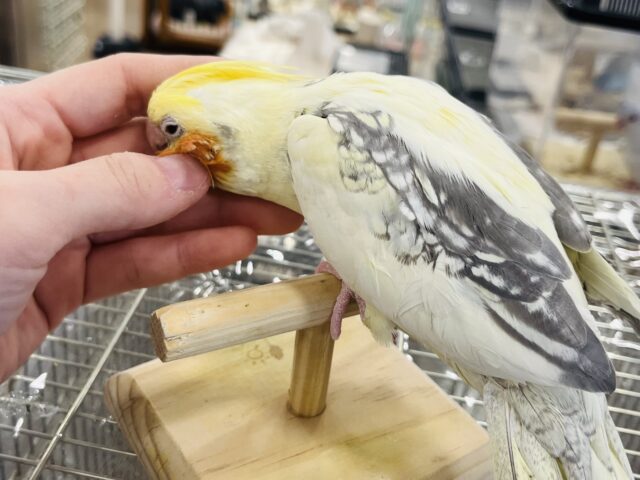 オカメインコ