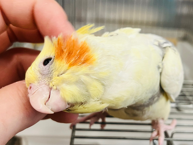 甘々♡触れ合うほどにデレデレに。。。オカメインコ(パールパイド)