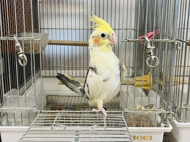 オカメインコ