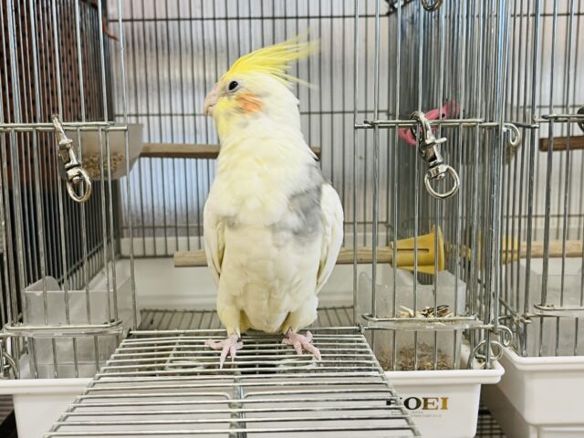 オカメインコ