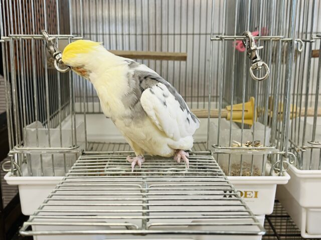 オカメインコ