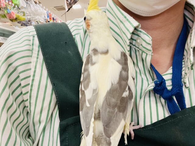 オカメインコ