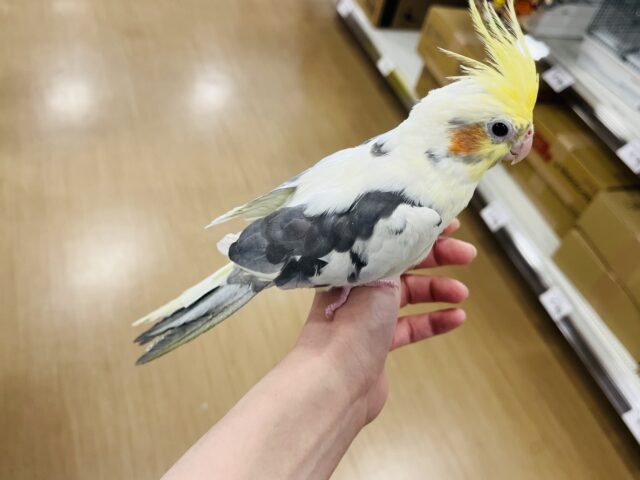 オカメインコ