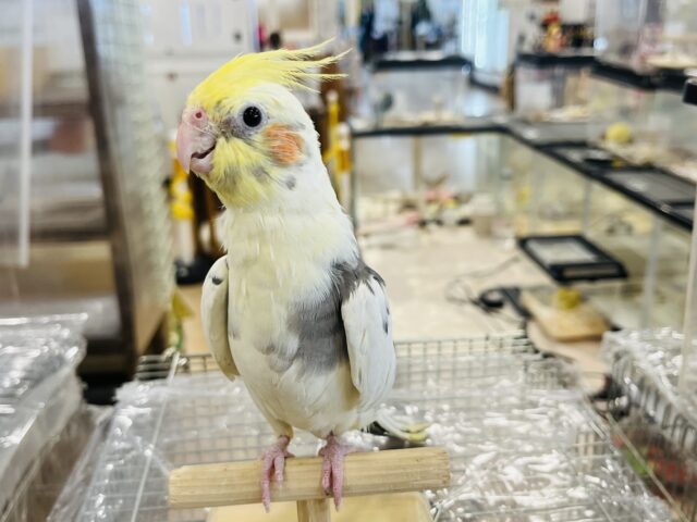 オカメインコ