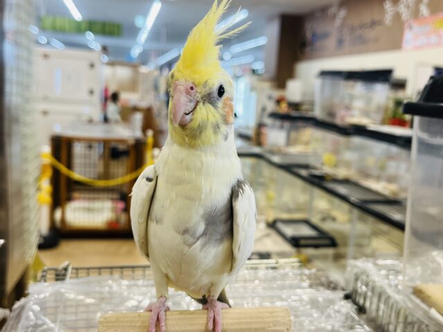 オカメインコ