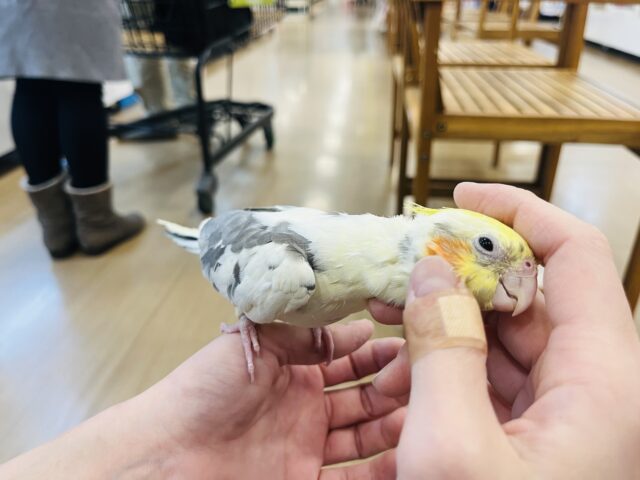 オカメインコ