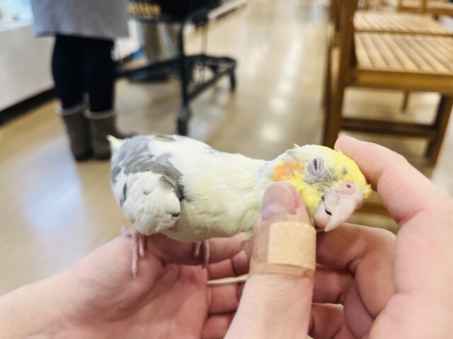 オカメインコ