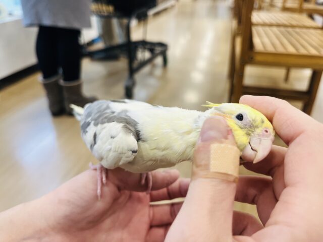 オカメインコ