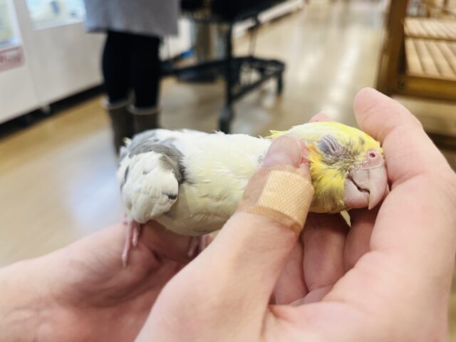 オカメインコ