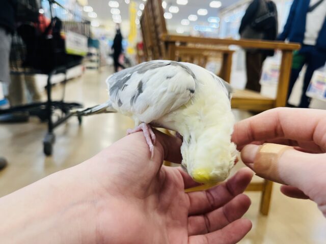 オカメインコ