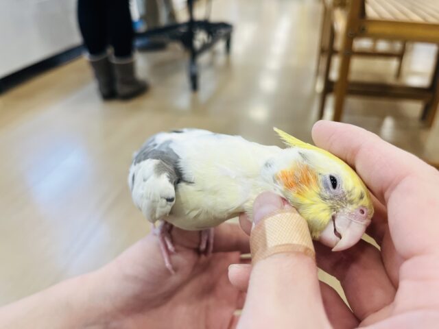 オカメインコ