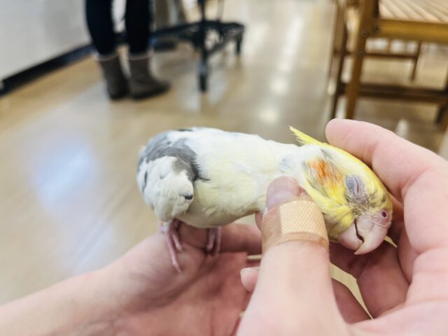 オカメインコ