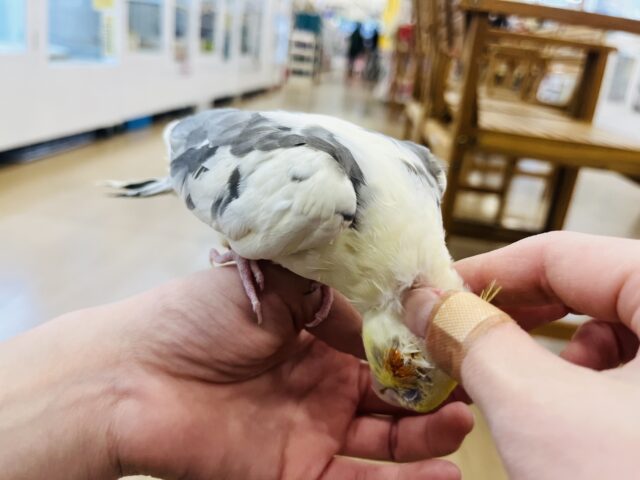 オカメインコ