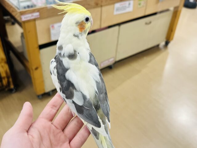 オカメインコ