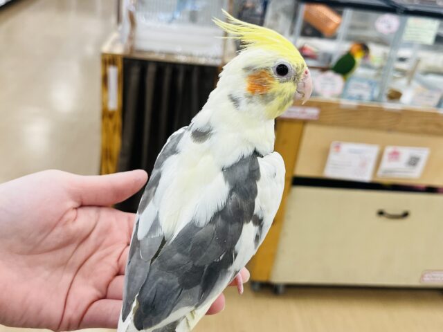 オカメインコ