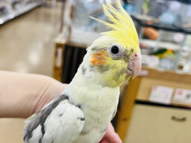 オカメインコ