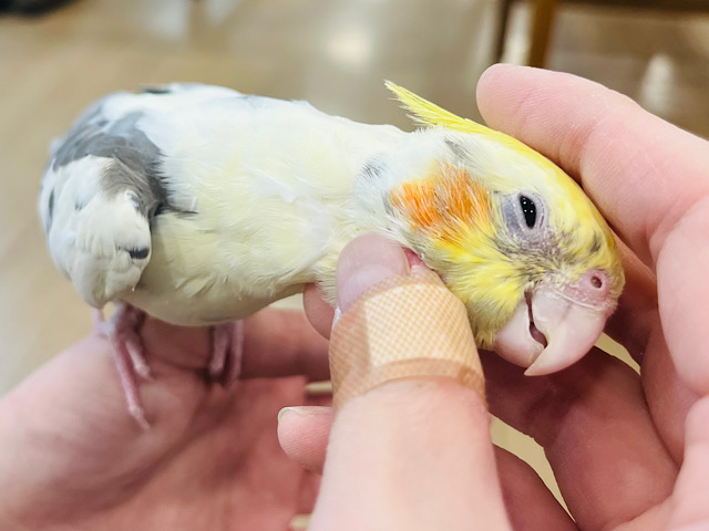 なんだかんだでなでなでが好き〜🥰オカメインコ(パイド)