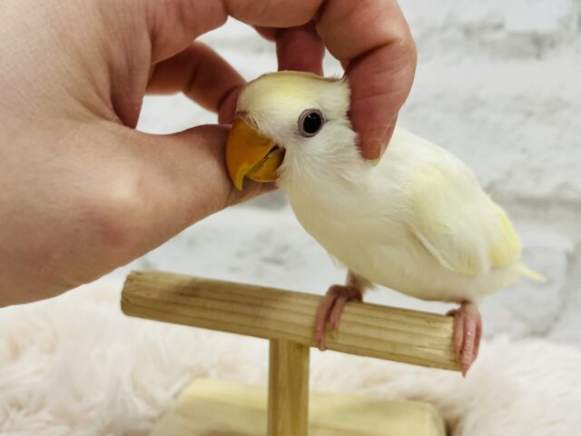 コザクラインコ（小桜インコ）