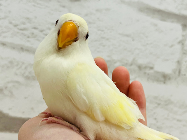 レモンホイップ🍋🍦美コザ♡コザクラインコ(クリームルチノー) ヒナ