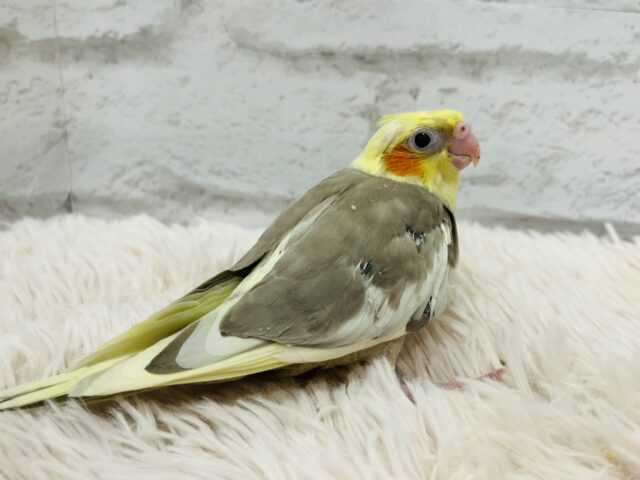 オカメインコ