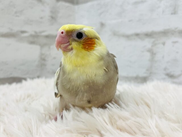 オカメインコ