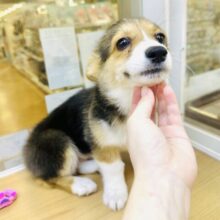 お耳たちました！　元気いっぱいコーギーちゃん🐶❣️