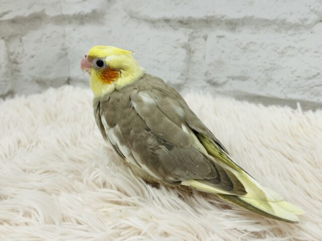 オカメインコ